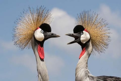 Two crowned cranes face each other against a blue sky, displaying distinctive golden crown feathers and red facial patches