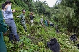 Group of tourists and guides hiking through dense forest vegetation with a gorilla in the foreground during wildlife observation