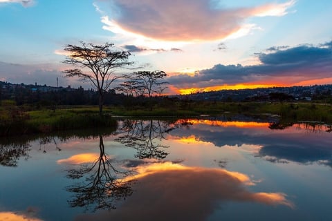 A solitary tree reflected in still water during a vibrant sunset with orange and pink clouds in the sky