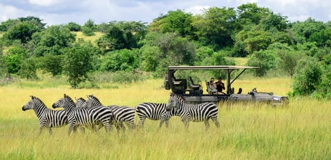 Safari tour group observing zebras grazing in African savanna grassland with trees in background